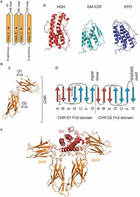 Structural Understanding of Interleukin 6 Family Cytokine Signaling and Targeted Therapies: Focus on Interleukin 11